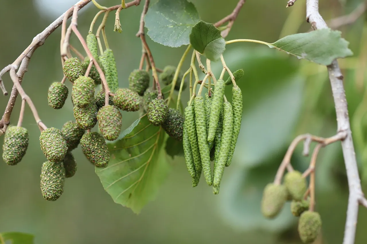 9. Italian Alder - The Unsung Hero of New-Build Plots (Image Credits: Pixabay)