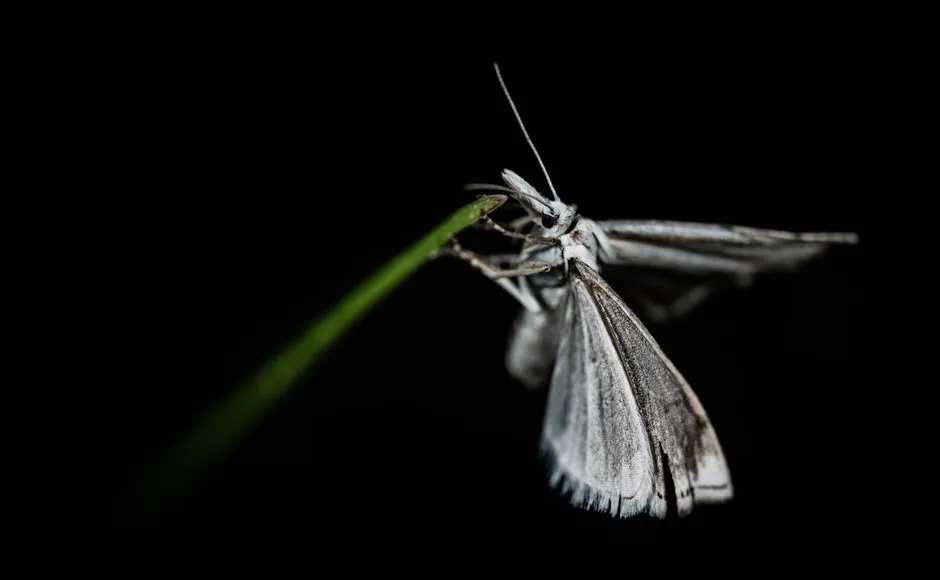 Observe Your Night Garden: Host a Moth Night (Image Credits: Pexels)