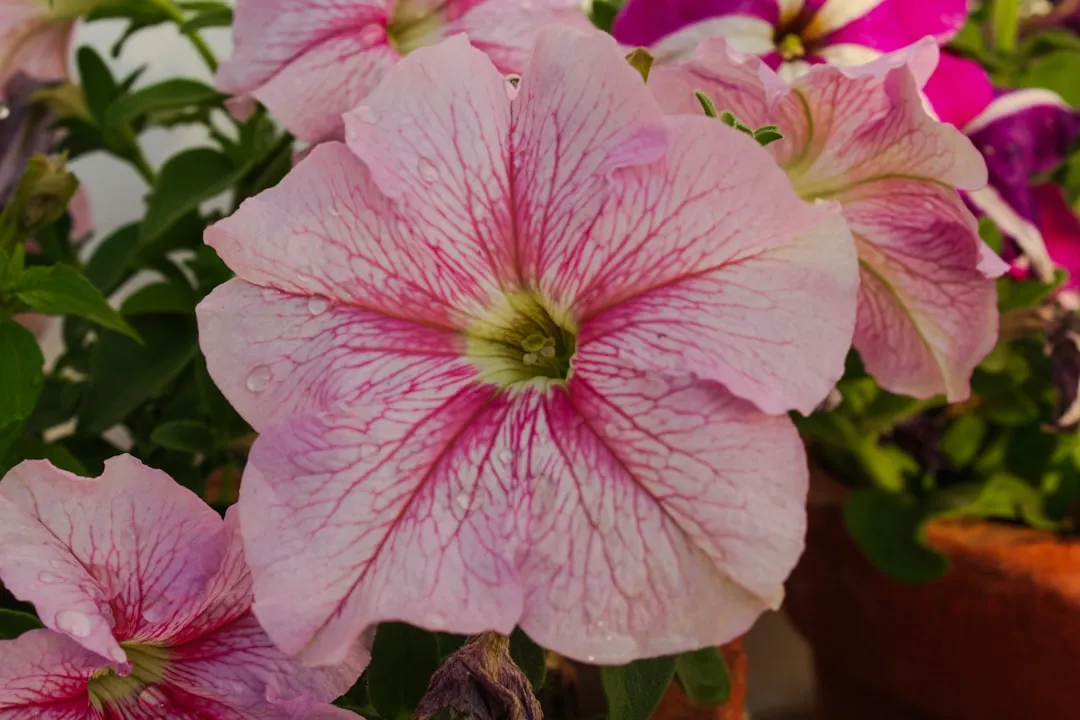 Petunias Offer Little Nutritional Value (Image Credits: Unsplash)