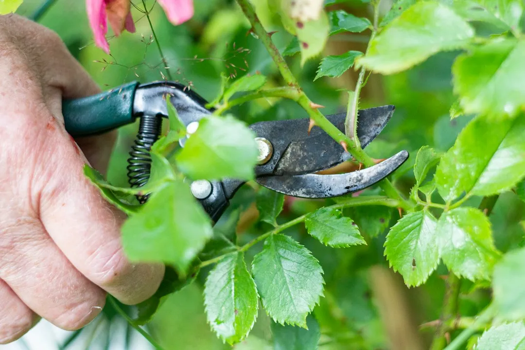 Resist the Urge to Prune Hard in Fall (Image Credits: Unsplash)