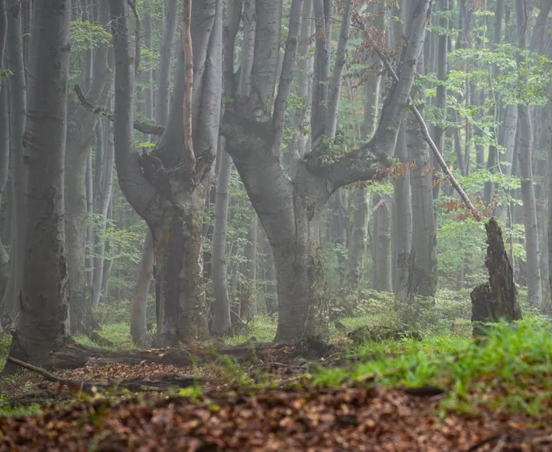 Which Trees Are the Most Stubborn (Image Credits: Pexels)