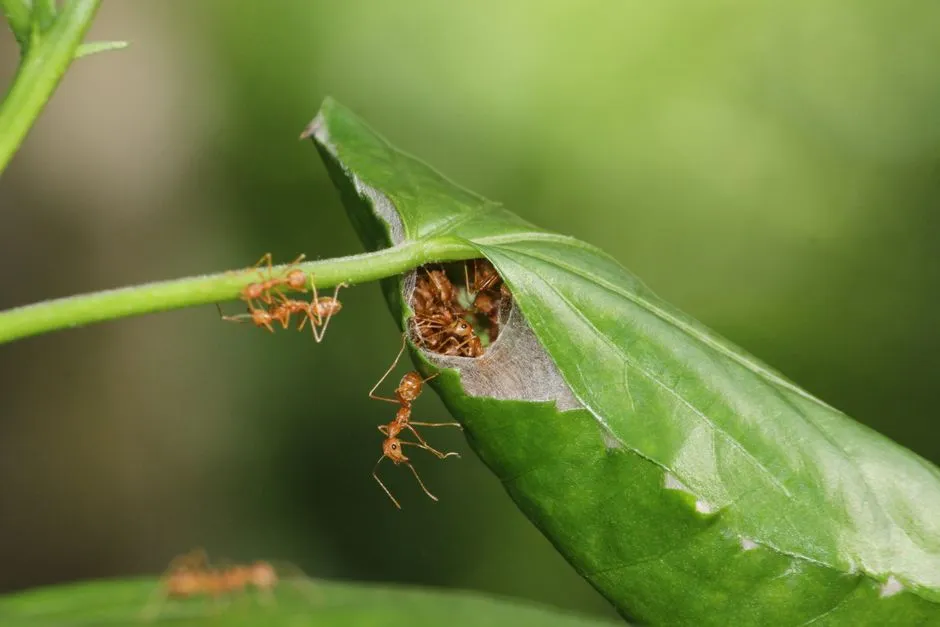 The Underground "Compost Pile" That Seeds Call Home (Image Credits: Pexels)