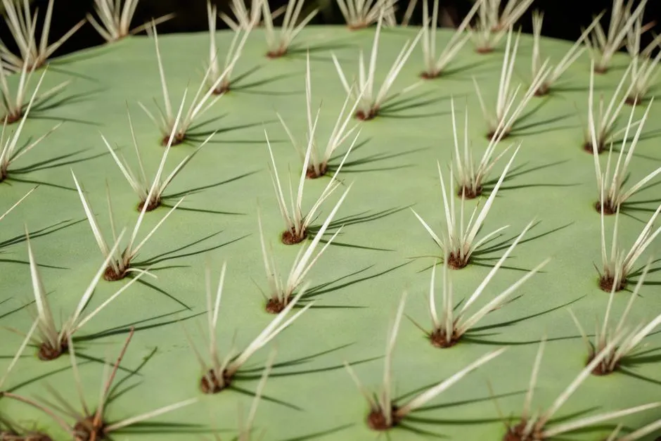 What the Spines Are Really Telling You (Image Credits: Pexels)