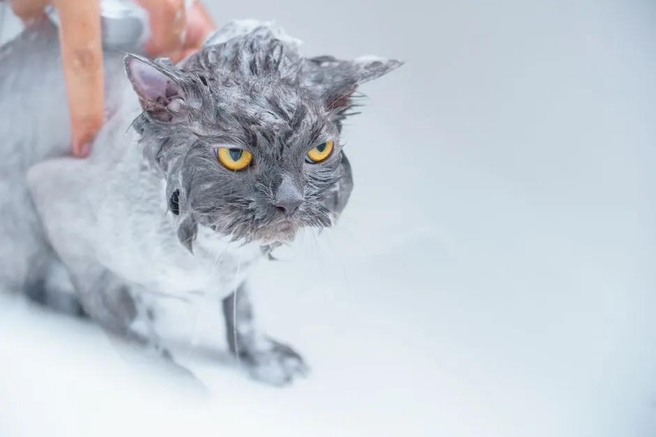 4. Using the Wrong Shampoo for Your Cat's Coat (Image Credits: Pexels)