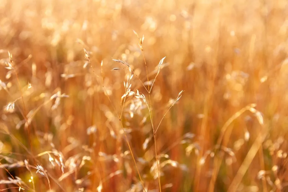 9. Overseeding Too Late in the Season (Image Credits: Pexels)