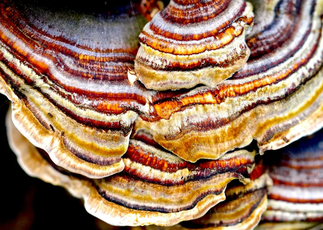 The Funiculus: Nature's Tiny Lasso (Image Credits: Unsplash)