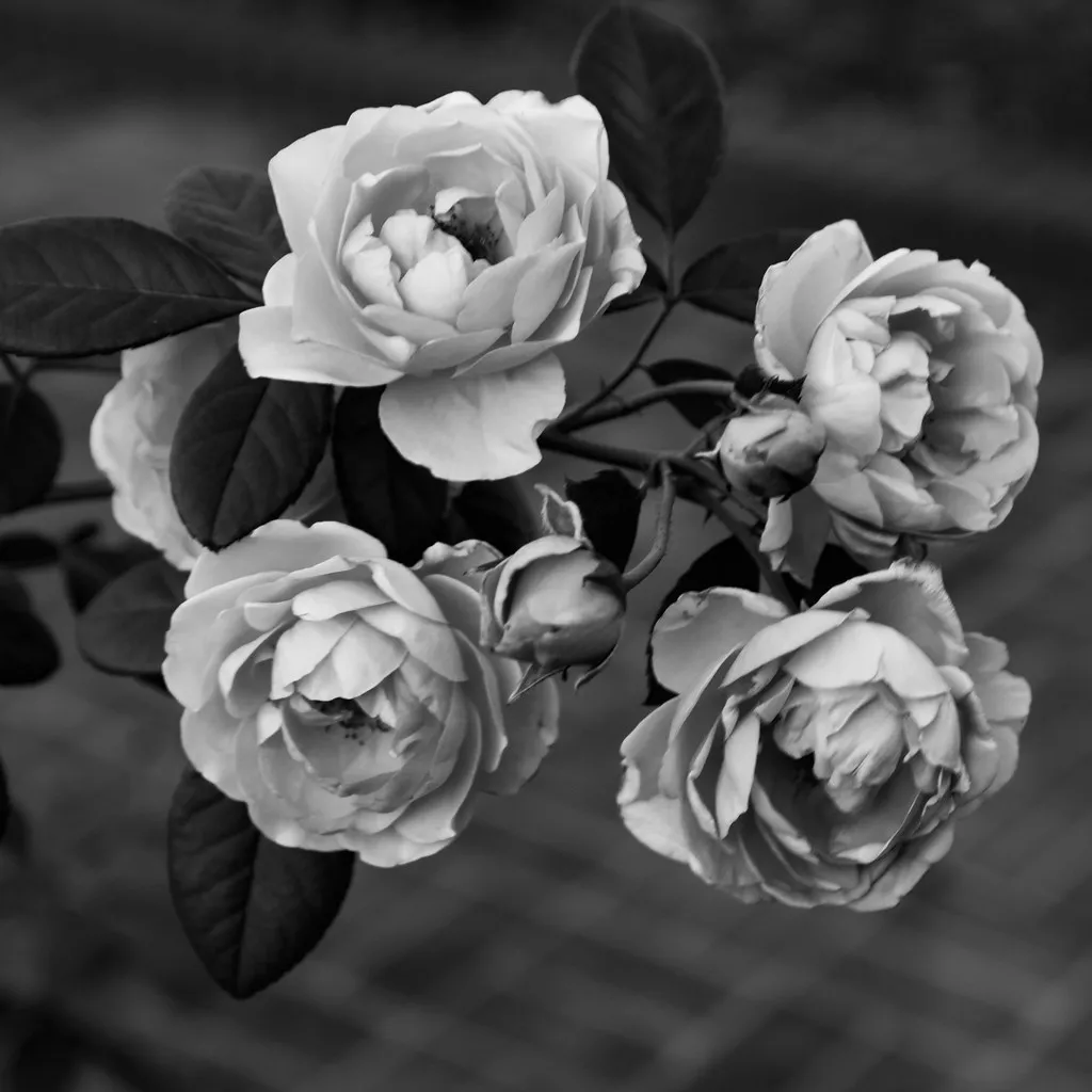 Black Baccara: Darkness and Drama in a Single Bloom (Corey Leopold, Flickr, CC BY 2.0)