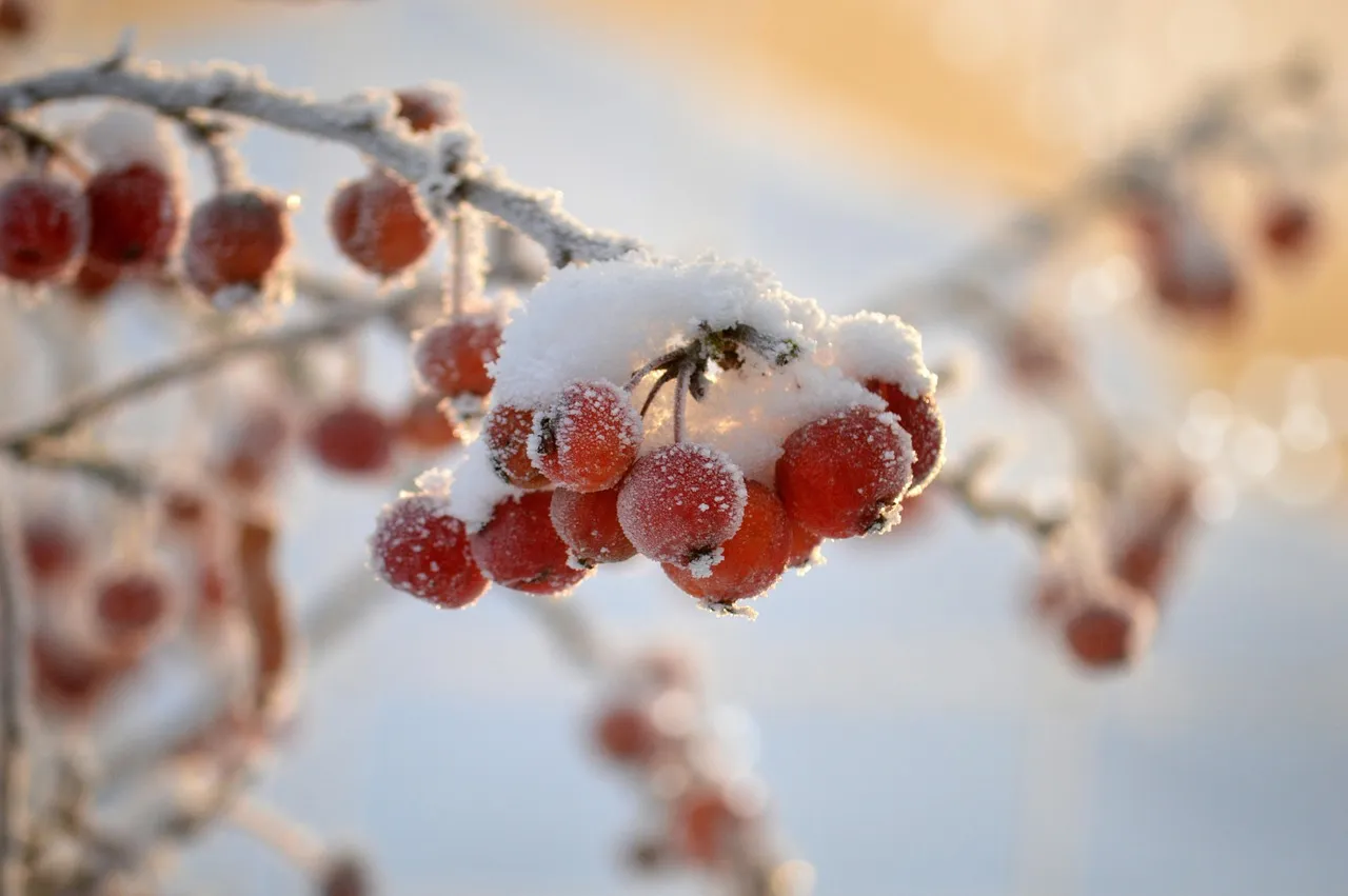 Dwarf Apple Trees: A Small-Space Orchard Classic (Image Credits: Pixabay)