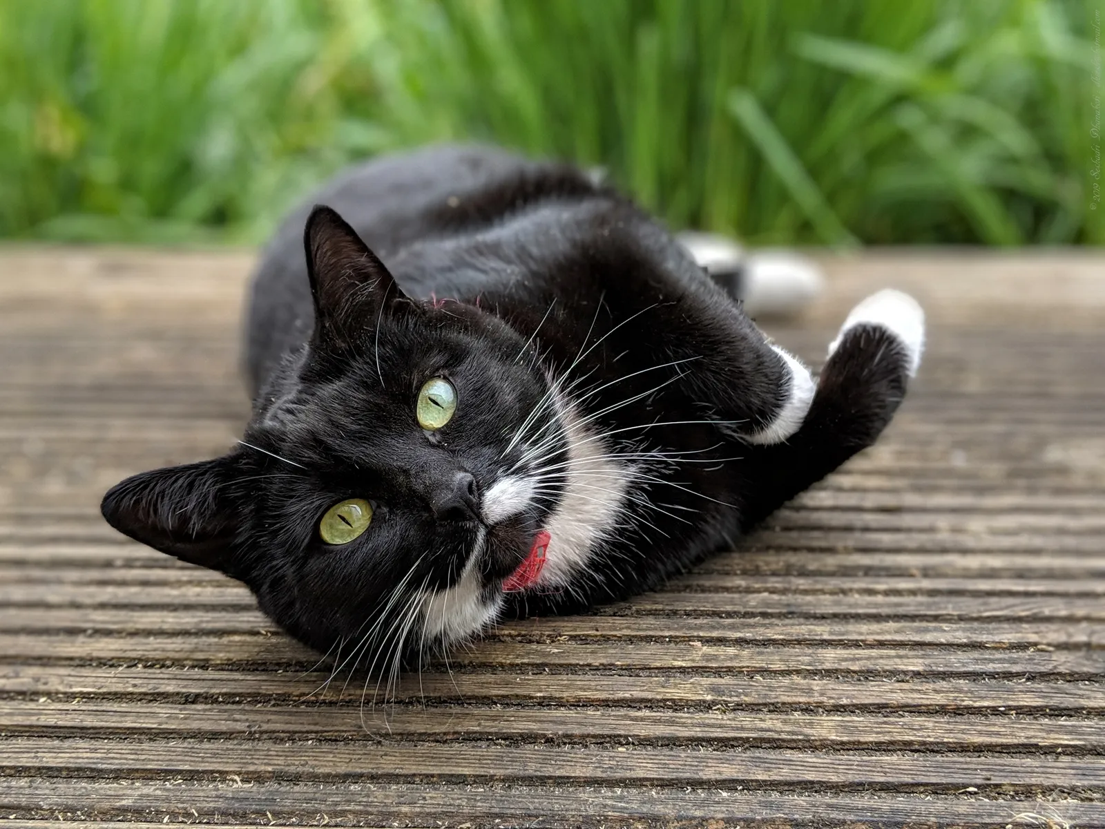 Cats Identify Each Other Almost Entirely by Scent (dksesha, Flickr, CC BY-SA 2.0)