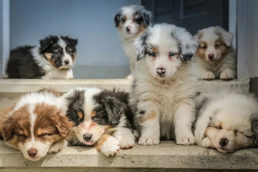 2. Socialization Has a Hard Deadline (Image Credits: Unsplash)