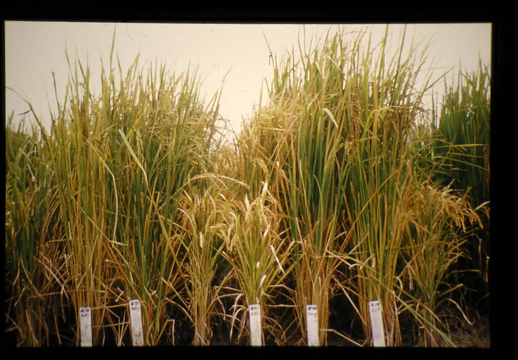 Why Photoperiodism Matters for Agriculture and a Changing Climate (JIRCAS, Flickr, CC BY 2.0)