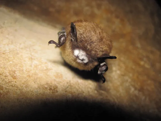 Their Populations Are Under Serious Threat Right Now (USFWS Headquarters, Flickr, CC BY 2.0)