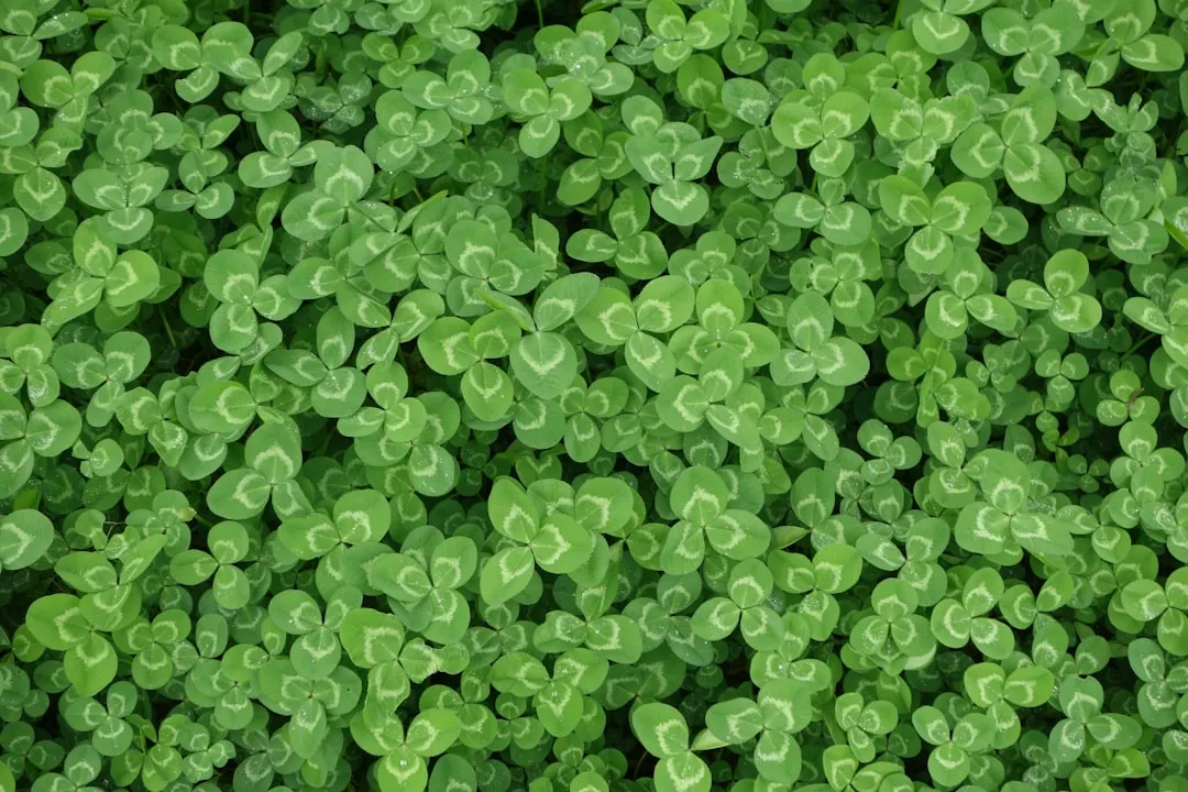 Clover (Trifolium spp.): The Nitrogen Factory You Didn't Plant (Image Credits: Unsplash)