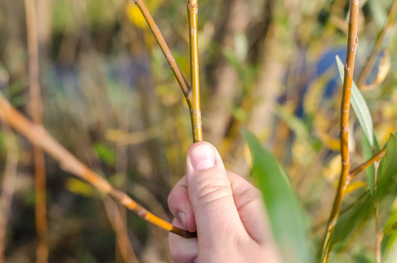 Ongoing Pruning and Annual Maintenance (Image Credits: Pixabay)