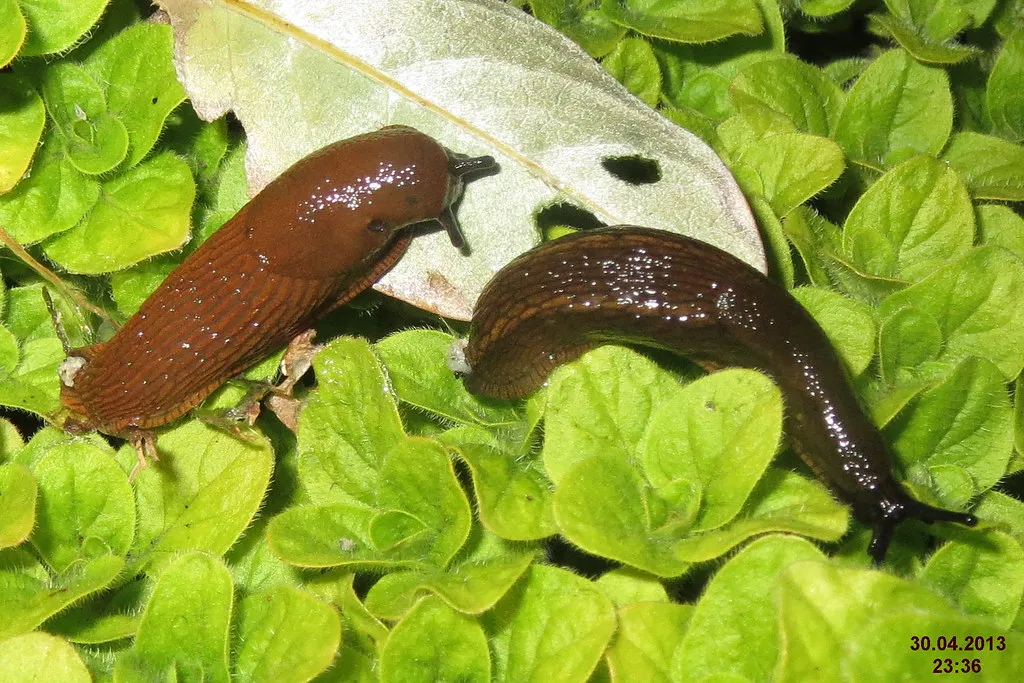What This Means for Your Garden (davidshort, Flickr, CC BY 2.0)