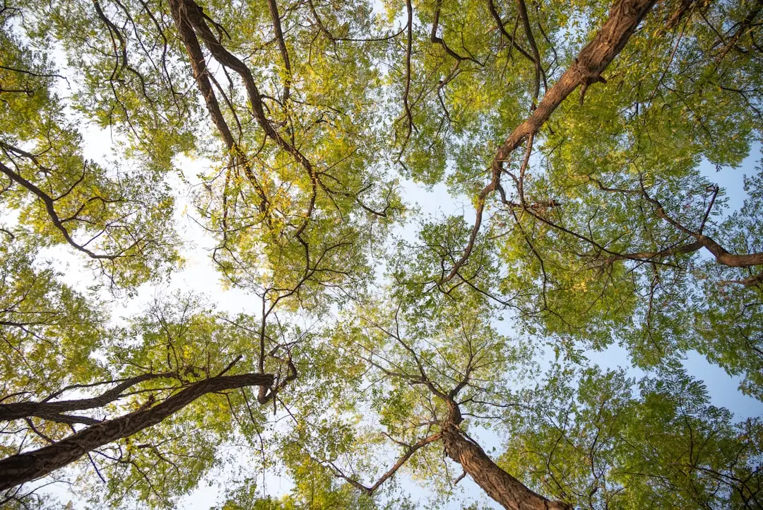 How Tree Canopy Actually Changes Your Microclimate (Image Credits: Unsplash)
