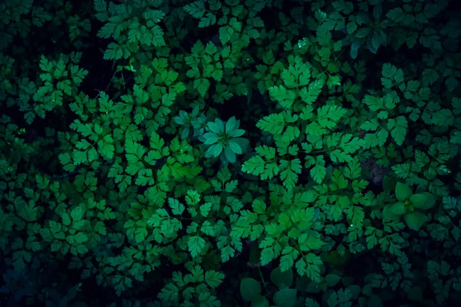 3. Parsley: Sweeter Roots and Longer Seasons in the Shade (Image Credits: Pexels)