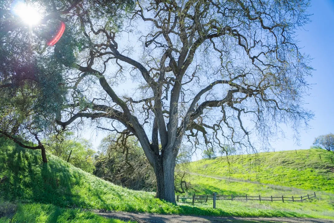 Tree 1: Valley Oak (Quercus lobata) - The Legacy Giant (Image Credits: Unsplash)