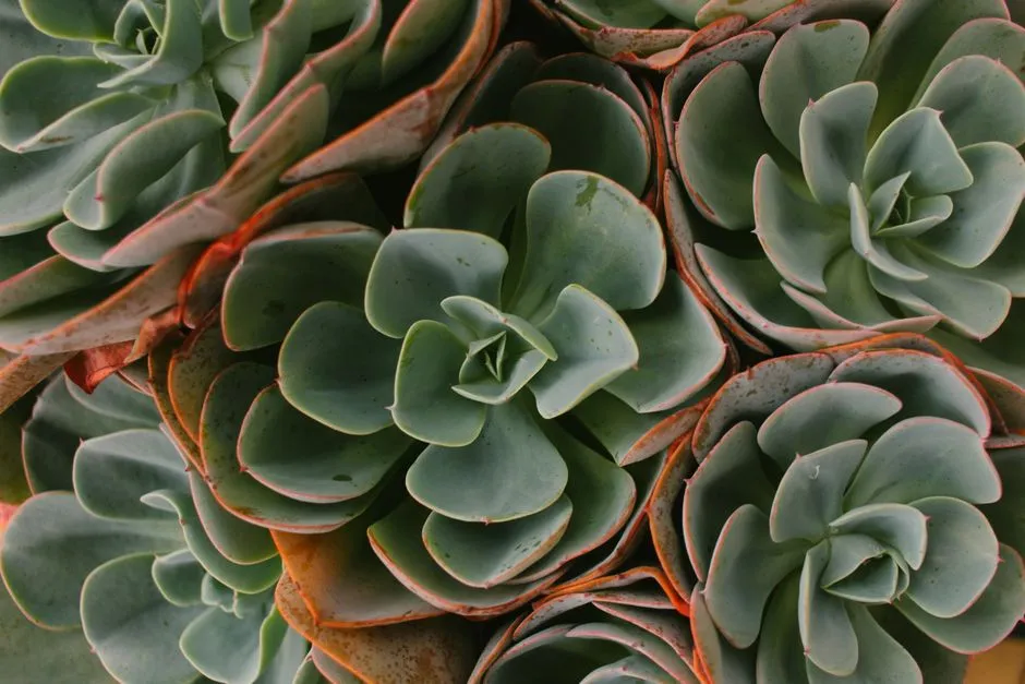 1. Echeveria: The Aesthetic Optimizer (Image Credits: Pexels)