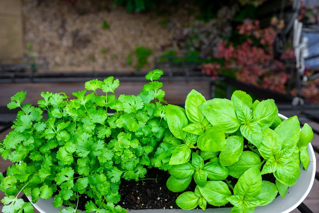 5. Herbs: The Highest Value per Square Inch (spurekar, Flickr, CC BY 2.0)