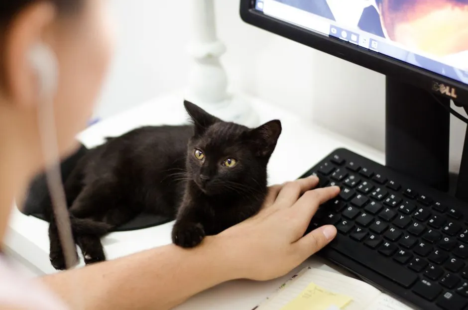 What This Tells Us About the Human-Cat Relationship (Image Credits: Pexels)