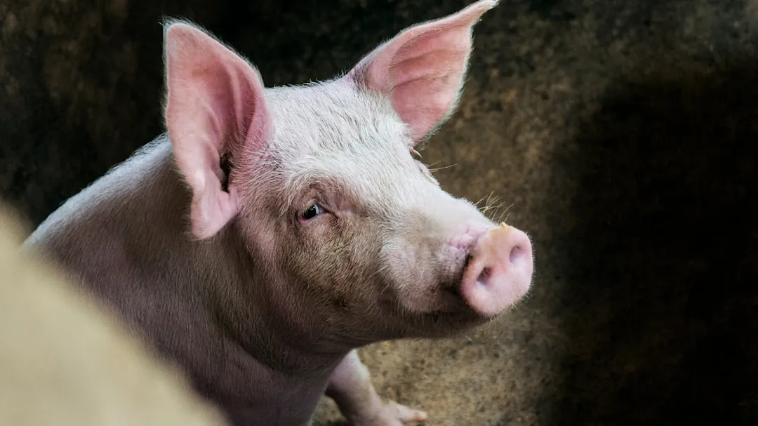 The Scam Has a Name: Pig Butchering (Image Credits: Unsplash)