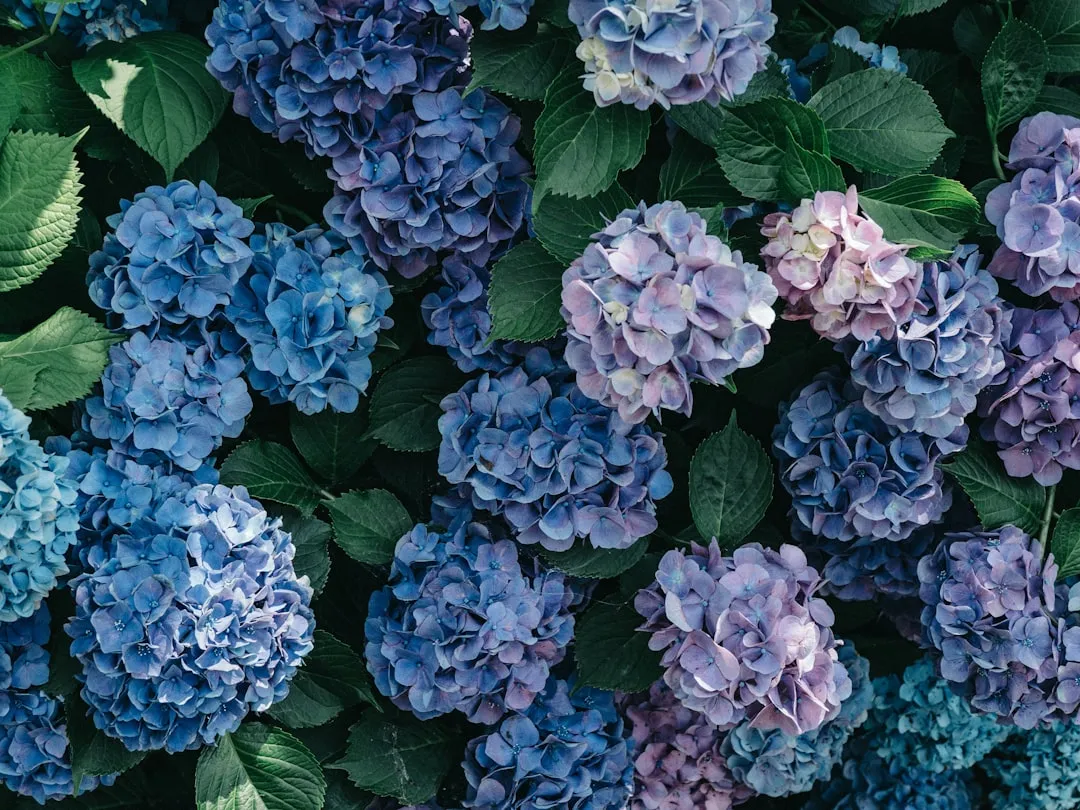 The Pruning Timing Trap (The Mistake Nobody Talks About) (Image Credits: Unsplash)