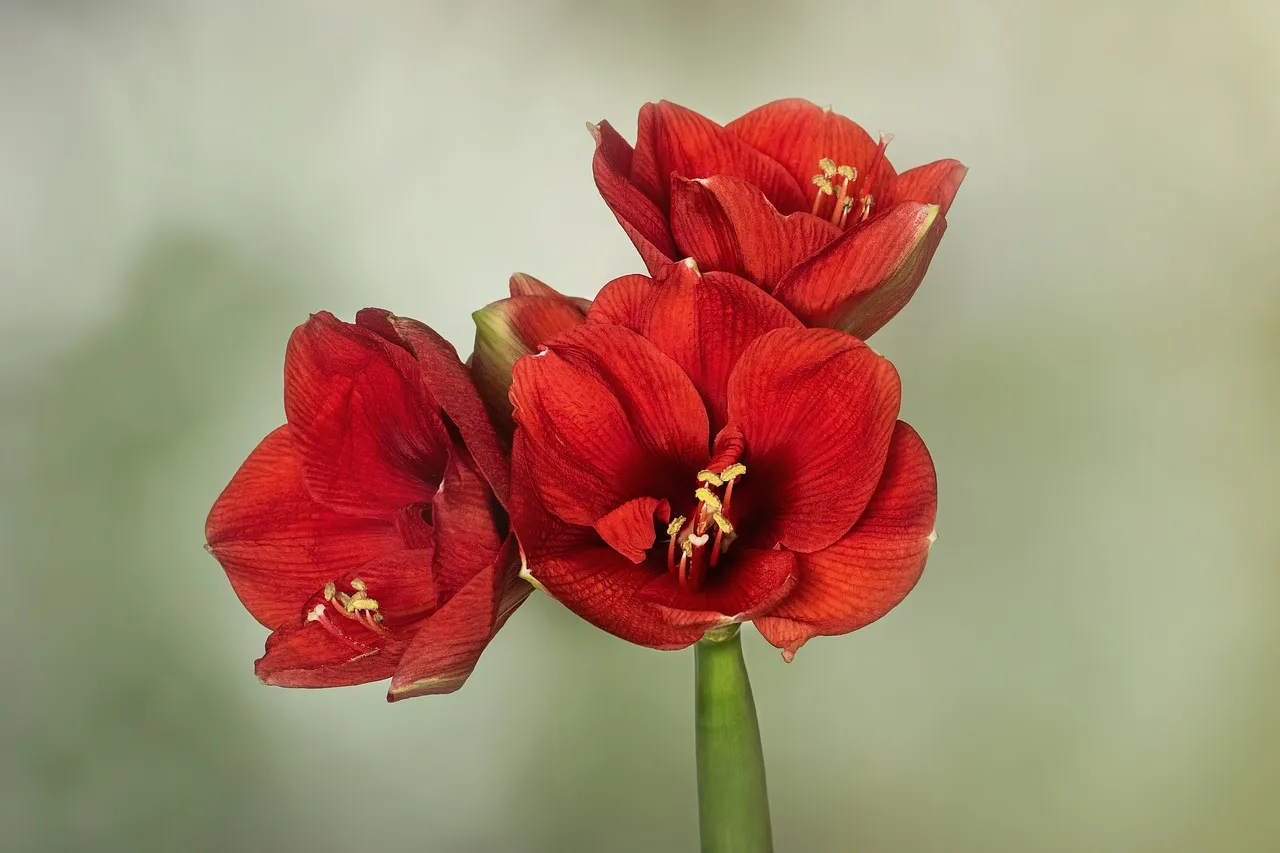 The Bulb Was Planted Too Deep (Image Credits: Pixabay)