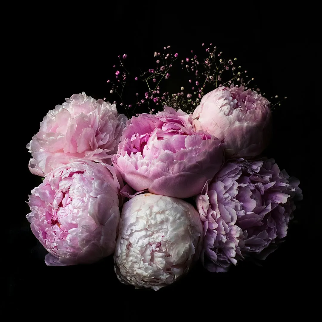 1. Peonies: The Undisputed Star of the Revival (Image Credits: Unsplash)