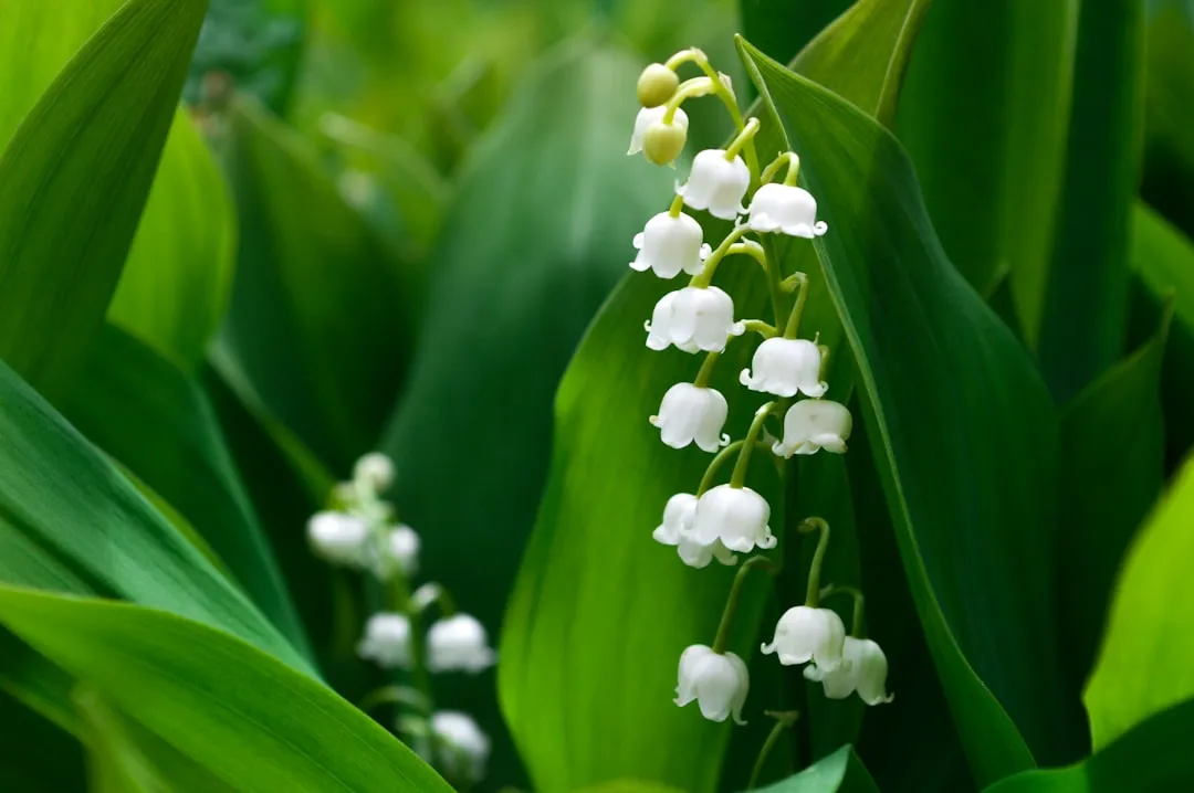 Lily of the Valley: Fragrance with a History (Image Credits: Unsplash)