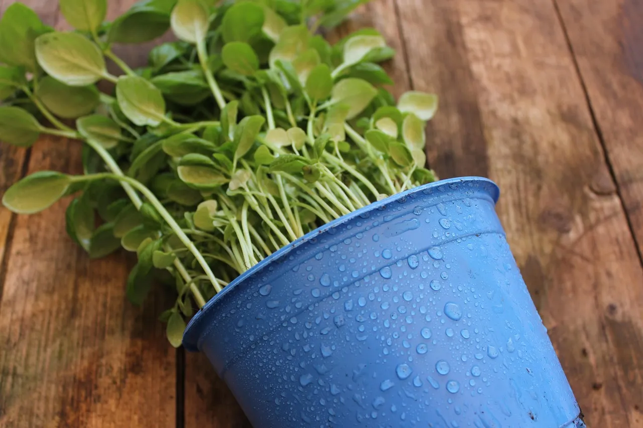 Choosing the Right Container: Size Really Does Matter (Image Credits: Pixabay)
