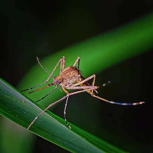 Mosquitoes Find Shelter and Stay Close (Image Credits: Pexels)