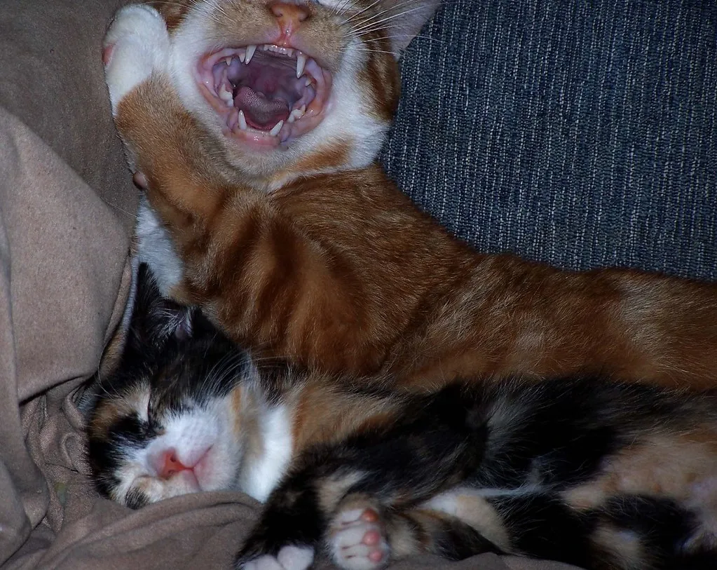 Science Says: Boxes Actually Lower Stress (Sweet Evie, Flickr, CC BY-SA 2.0)