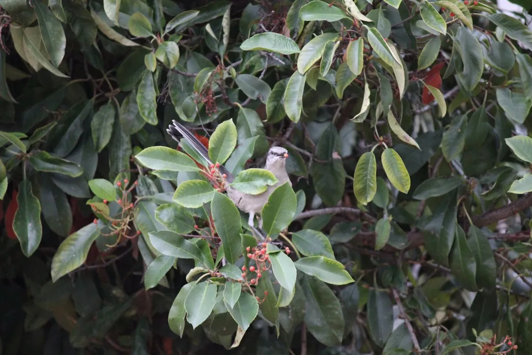 Why Birds Target Ripening Berries in the First Place (Image Credits: Unsplash)