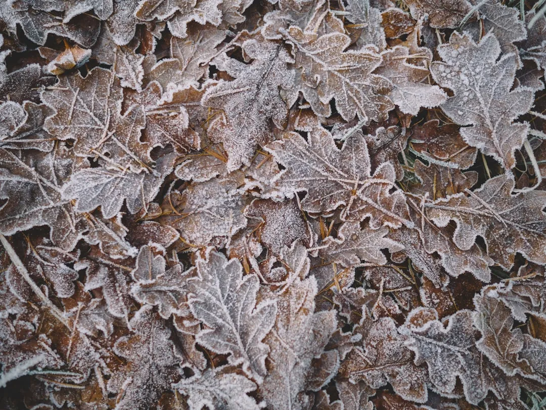 Late Spring Frosts Can Wipe Out Early Stands (Image Credits: Unsplash)