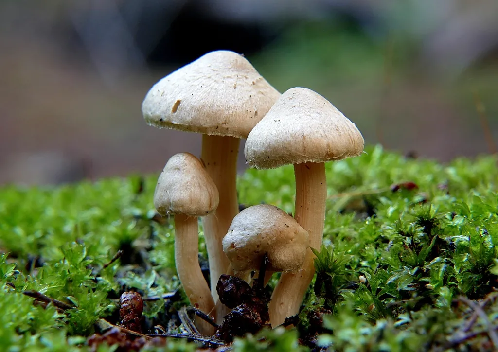 How to Protect and Apply Mycorrhizal Fungi in Your Garden (Image Credits: Rawpixel)