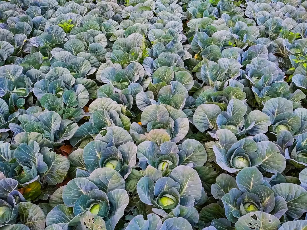 Which Vegetables Benefit Most, and What to Do About It (Image Credits: Unsplash)