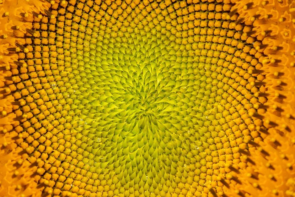 The Sunflower: A Living Spiral Calculator (Image Credits: Pexels)