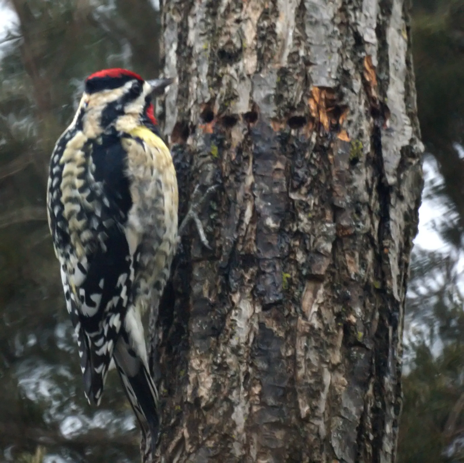 The Returning Visitor Problem (Yellow Belllied Sapsucker
Uploaded by Magnus Manske, CC BY-SA 2.0)