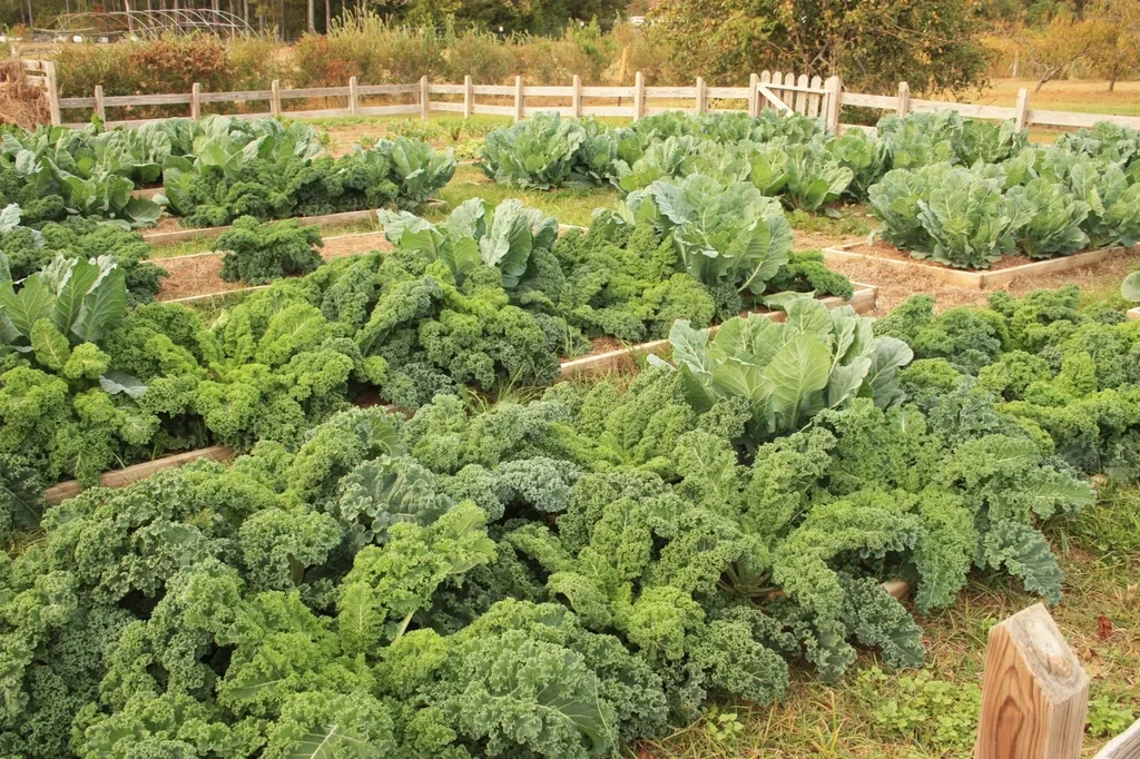 6. Kale: A Leafy Green That Never Stops Feeding (Image Credits: Rawpixel)