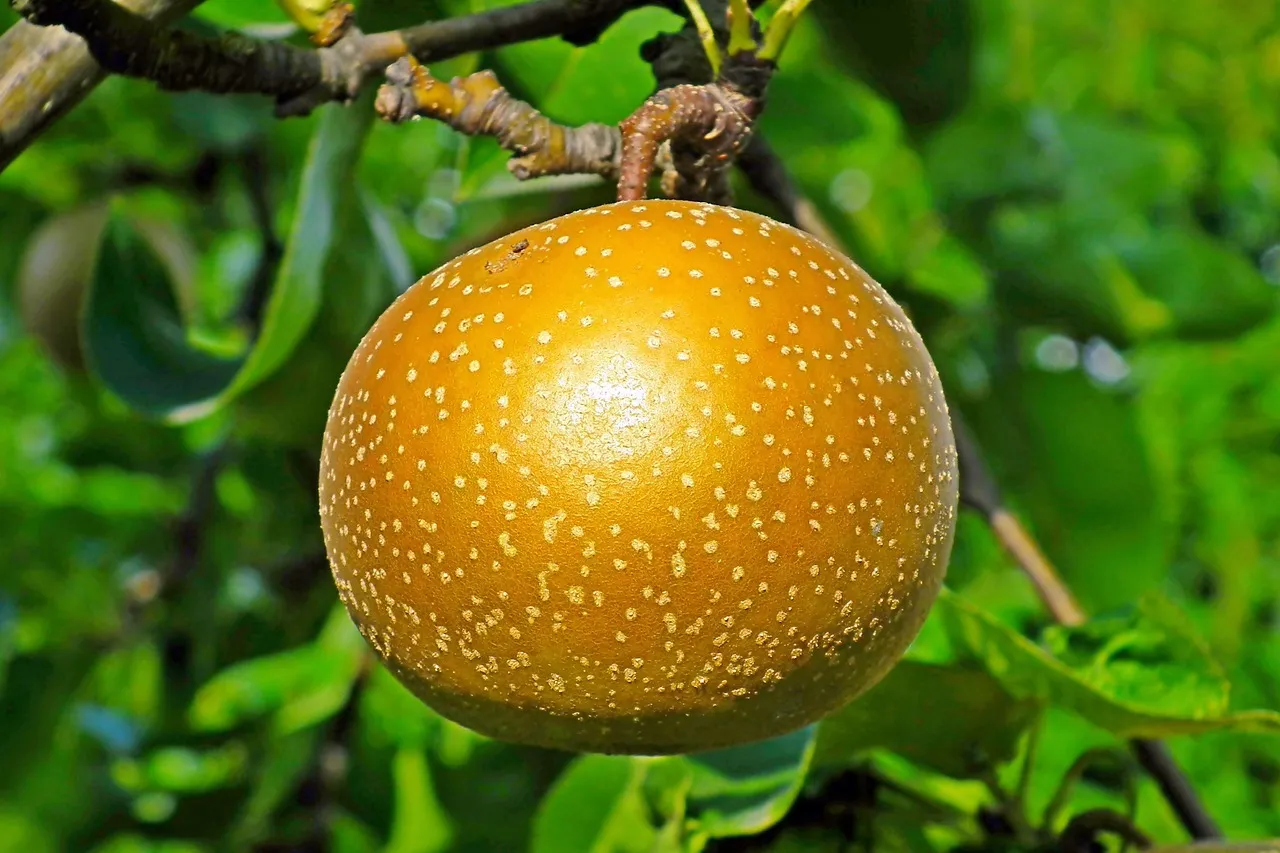 6. Asian Pear: Crisp, Juicy, and Surprisingly Adaptable (Image Credits: Pixabay)