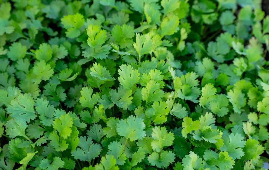 2. Cilantro: Shade Is the Secret to a Longer Harvest (Image Credits: Pexels)