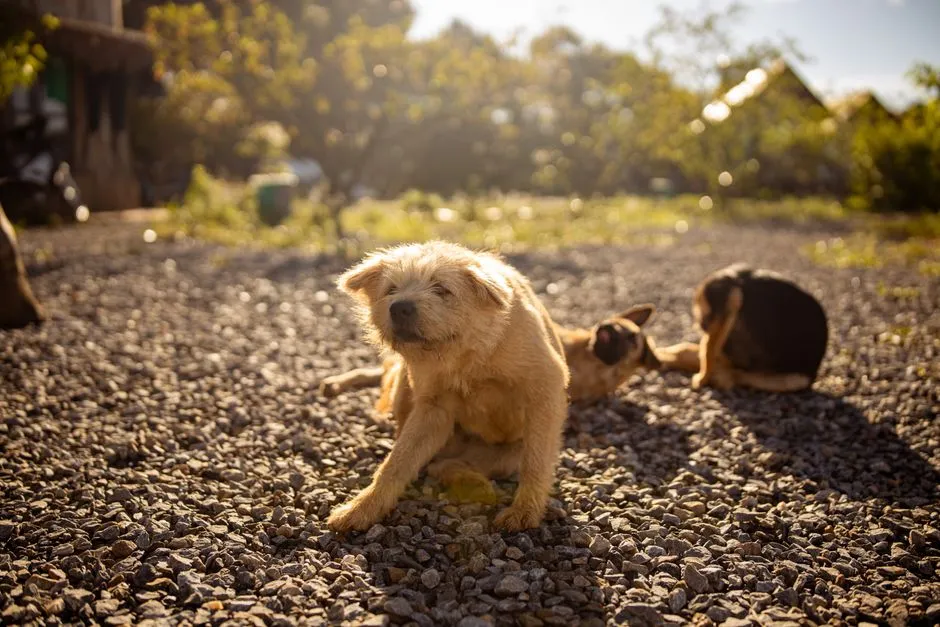 Should You Stop Your Dog from Doing It? (Image Credits: Pexels)