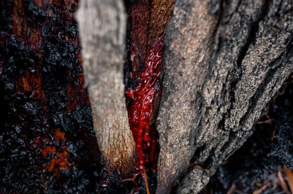 Why Some Sap Looks Like Blood (Image Credits: Pexels)