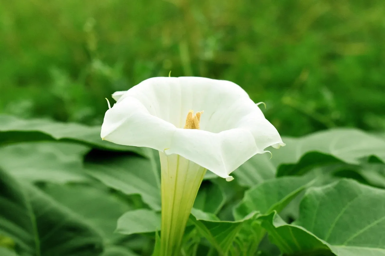 3. Angel's Trumpet (Brugmansia): Drama on a Grand Scale (Image Credits: Pixabay)