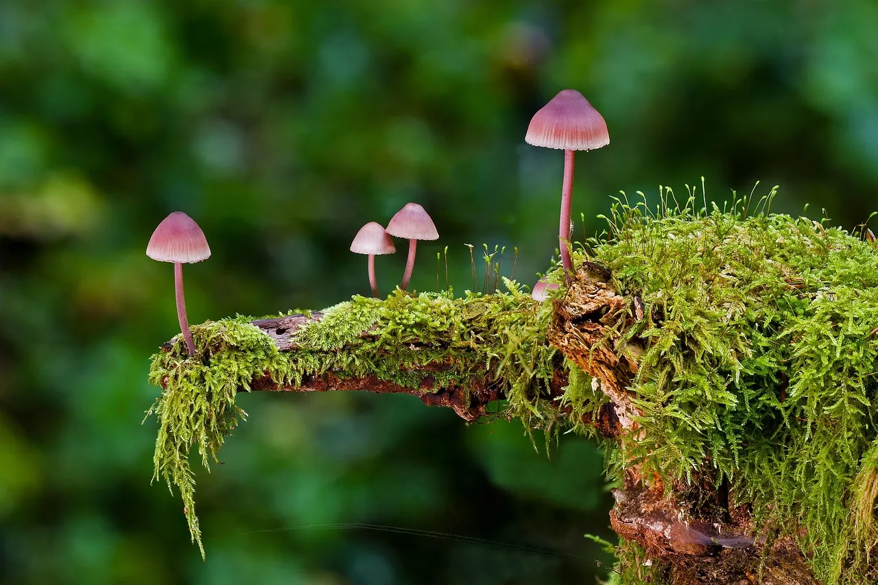How the Disease Moves Through Your Garden (Image Credits: Pixabay)