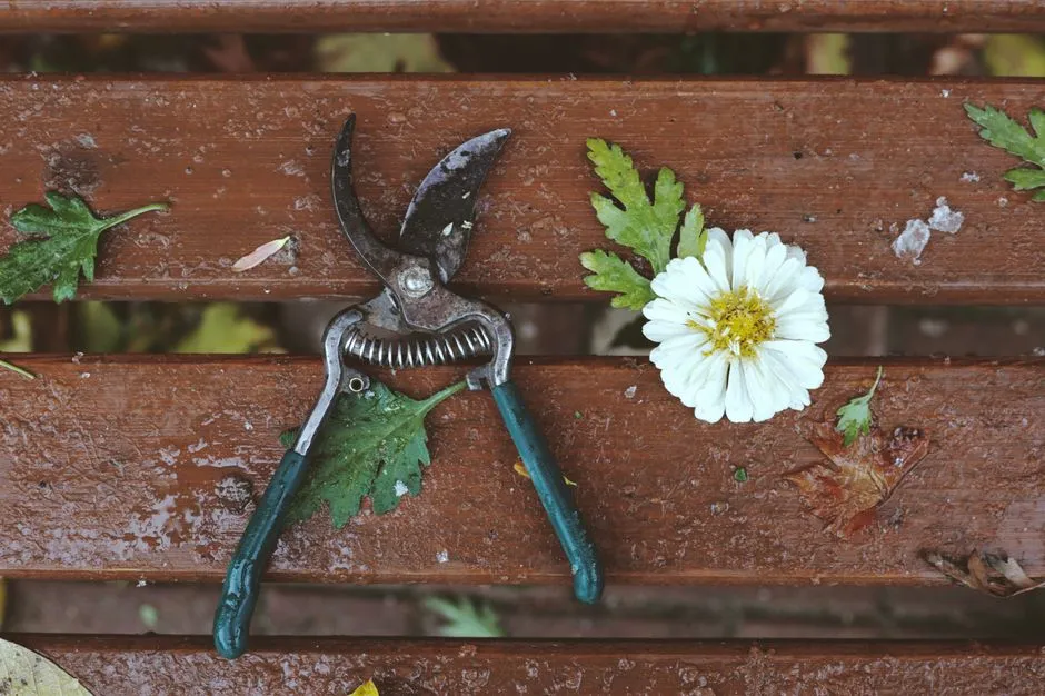 Using Dull or Dirty Tools (Image Credits: Pexels)