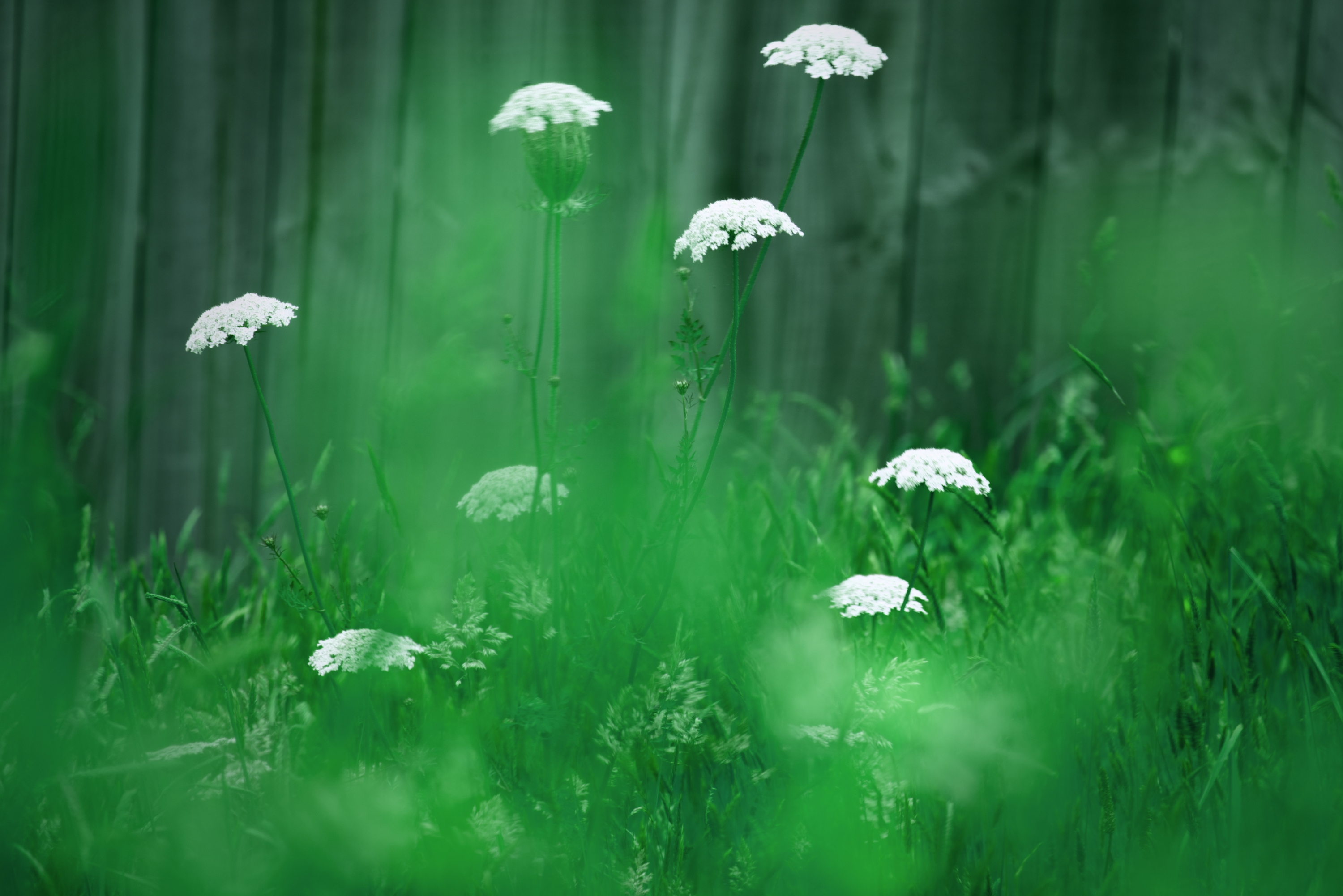4 Common Backyard Weeds That Are Secretly Nutrient-Rich Superfoods for Your Soil