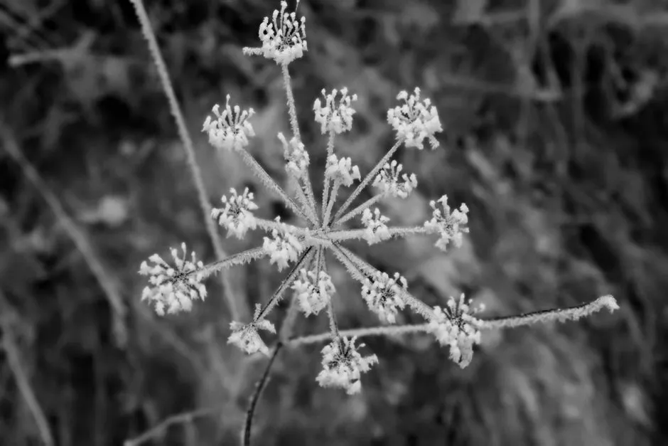 The Frost-Proof Flower (Image Credits: Pexels)