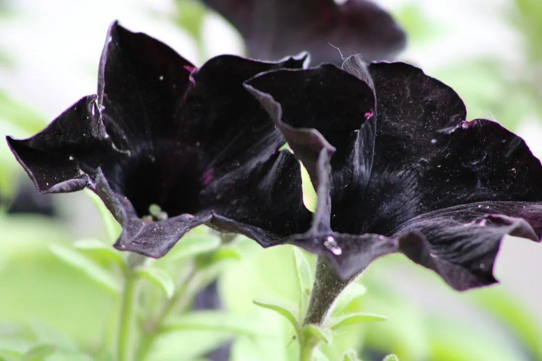 Why Dark Foliage Plants Are Growing in Popularity (Image Credits: Unsplash)